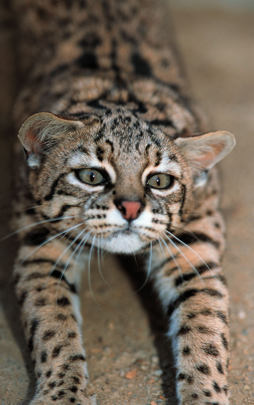 south american wild cats International Society For Endangered Cats
