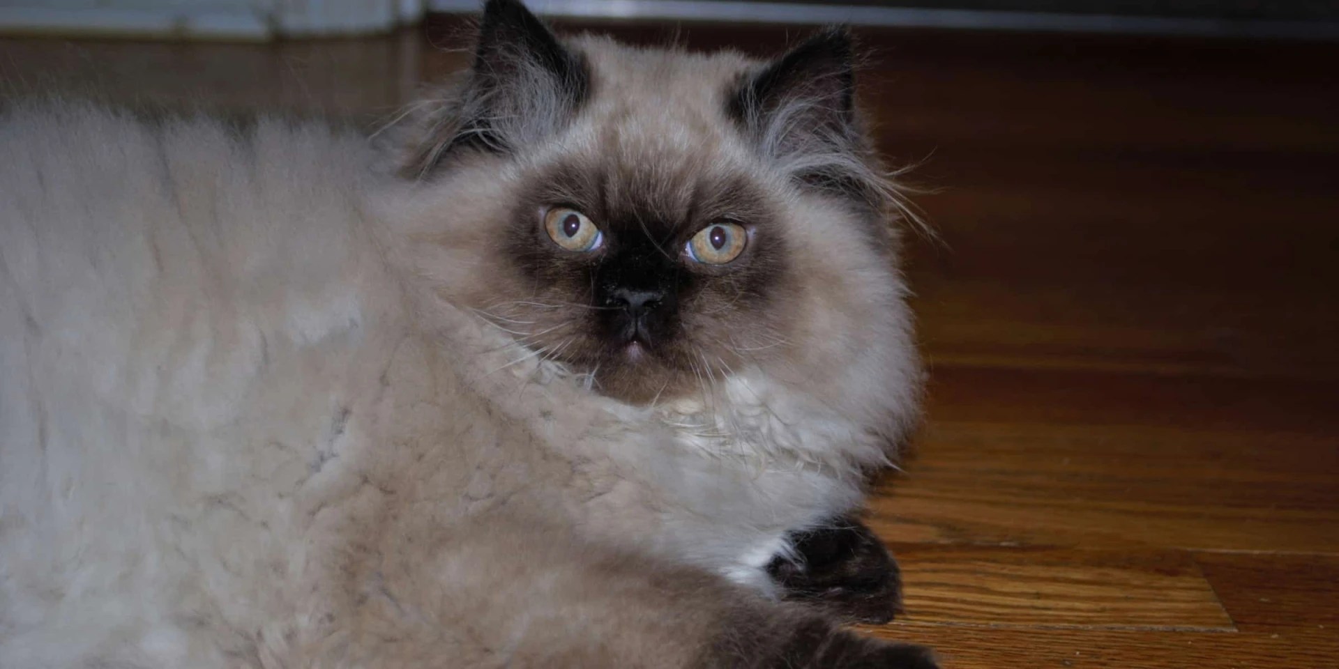 What Is The Lifespan Of A Himalayan Cat?