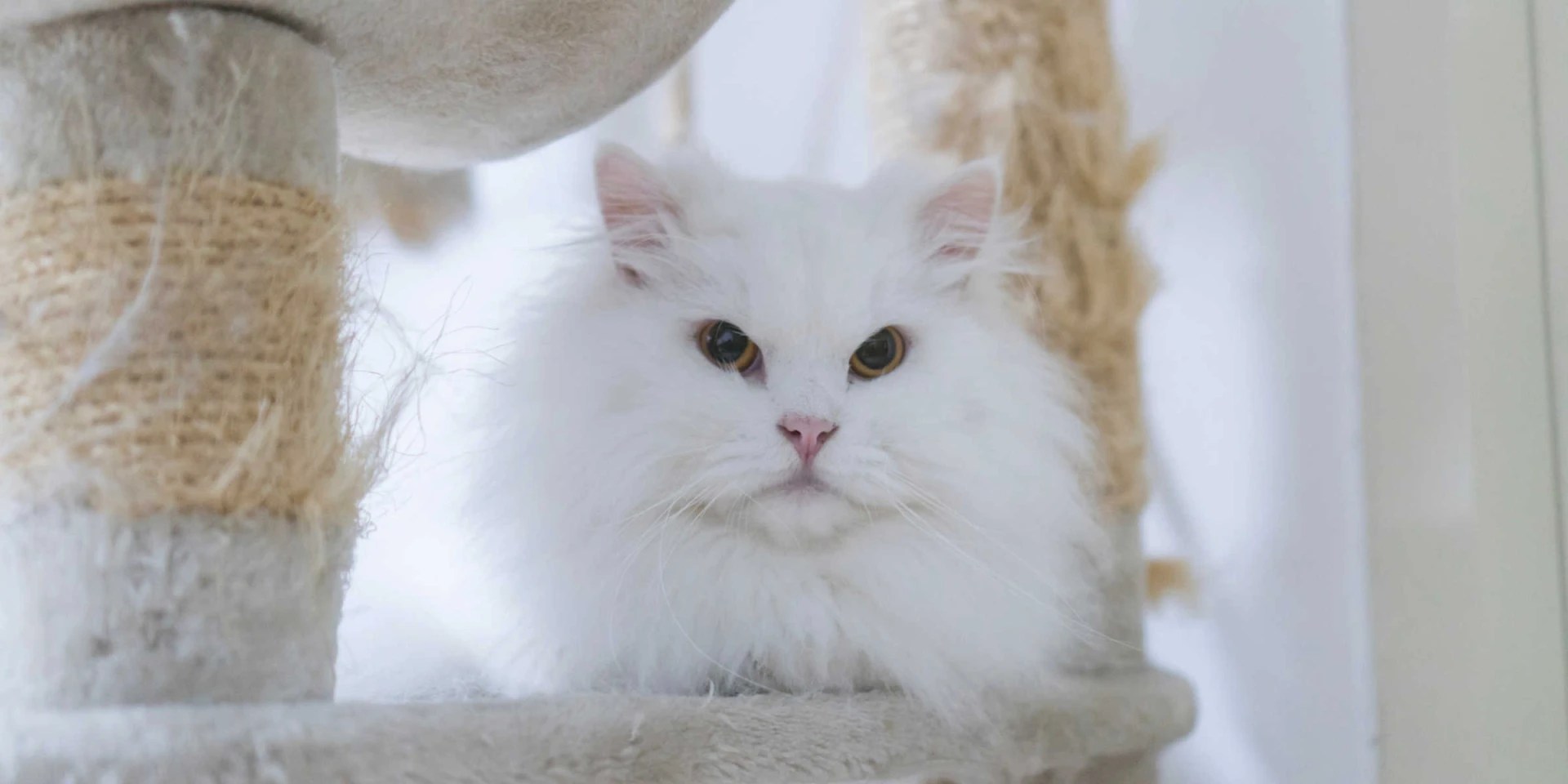 When Do Persian Cats Stop Growing