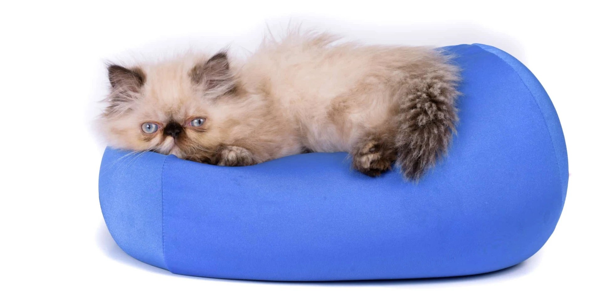 When Do Persian Cats Reach Puberty