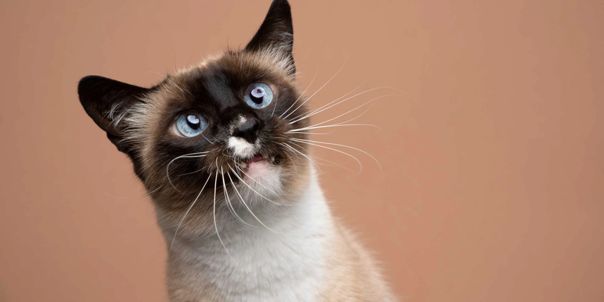 Why Are Siamese Cats So Special?