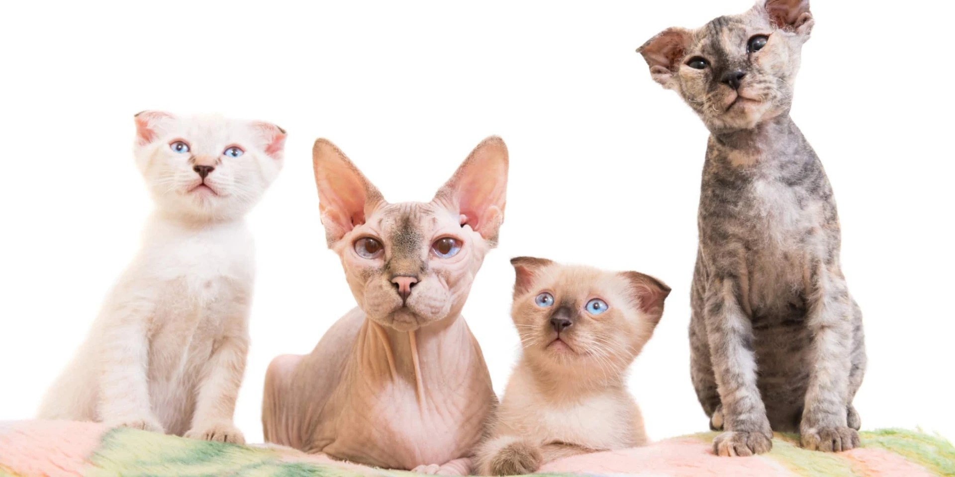 Are Sphynx Cats Hairless?