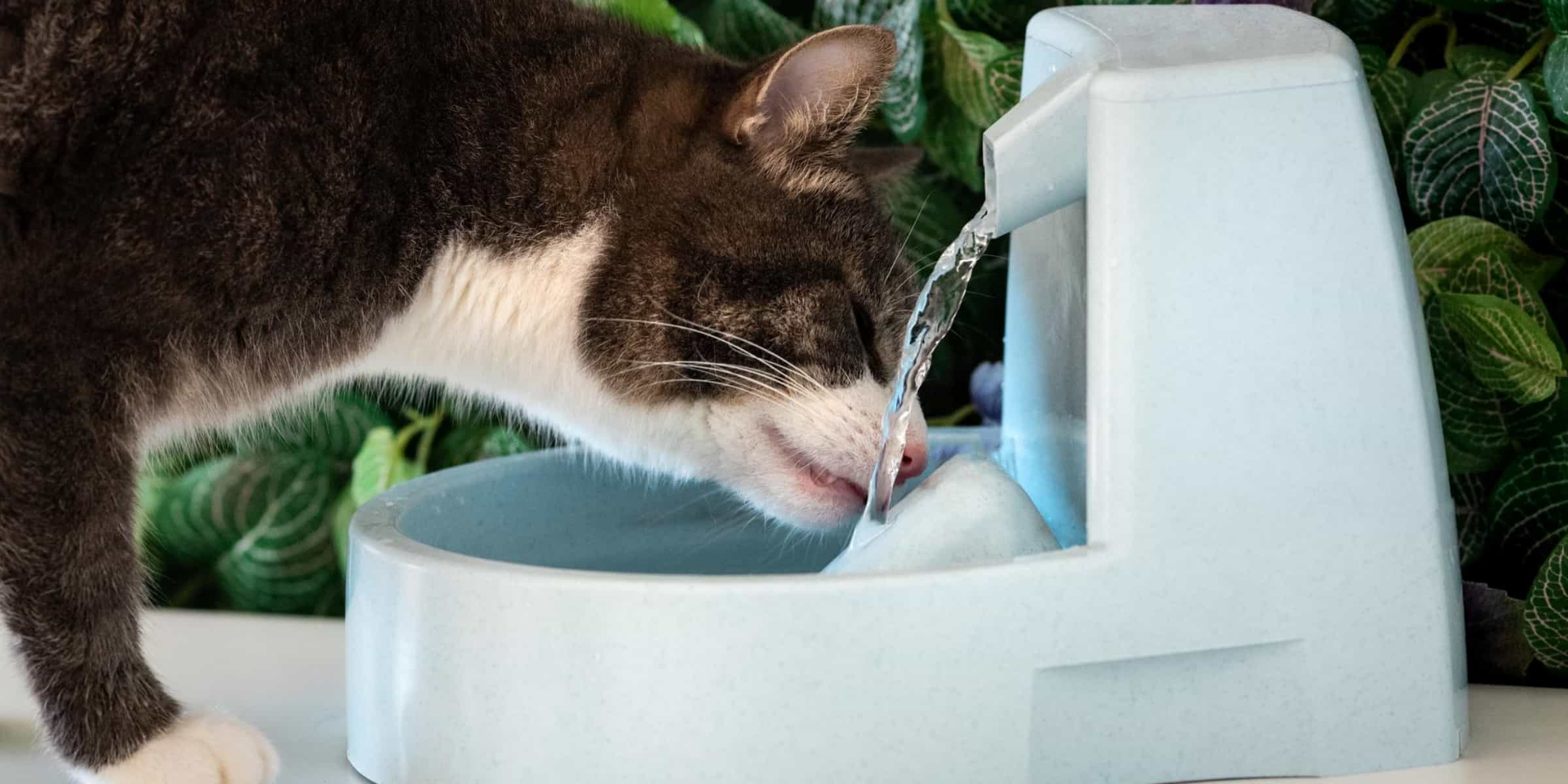 Are Water Fountains Safe For Cats