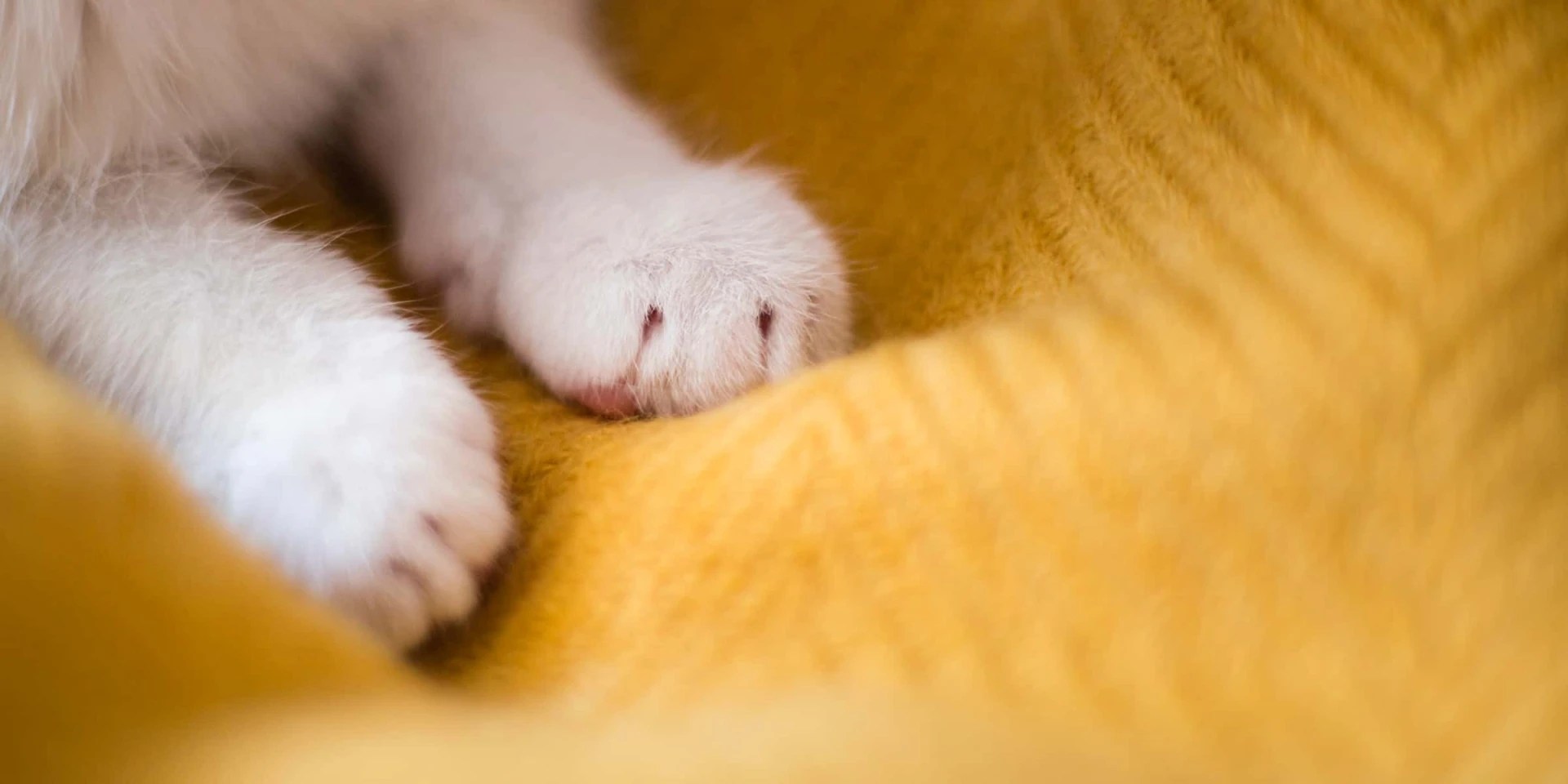 Why Do Cats Knead Their Owners?