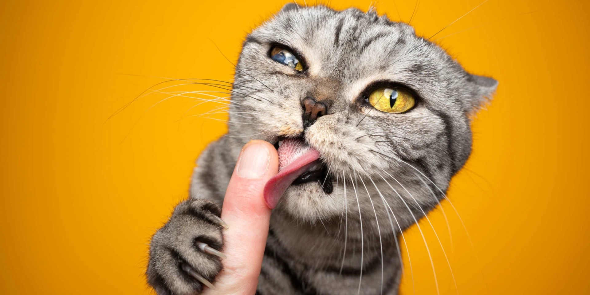 Why Does My Cat Lick Me When I Scratch Her?