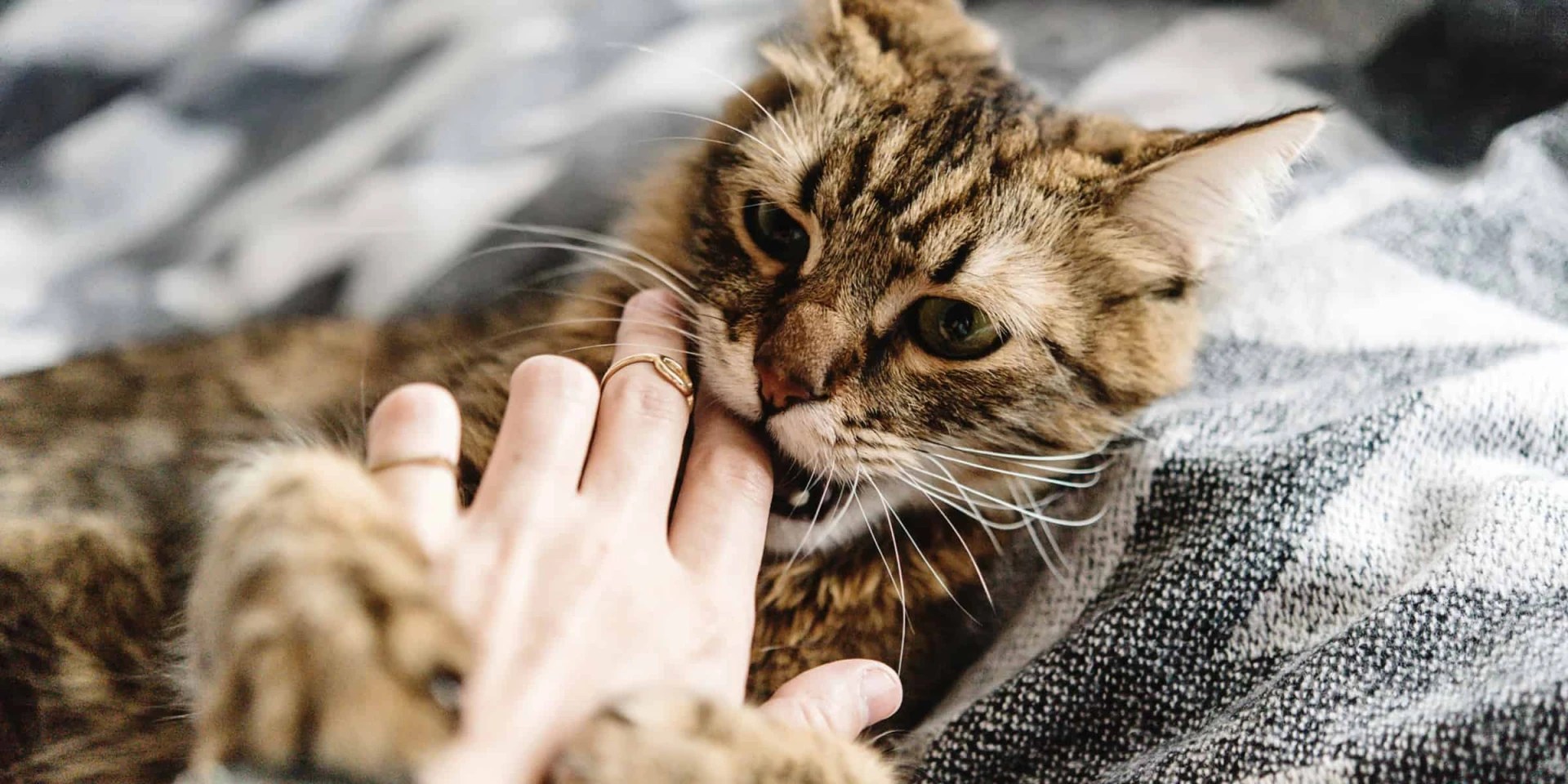 Can Kitten Bites Be Dangerous?