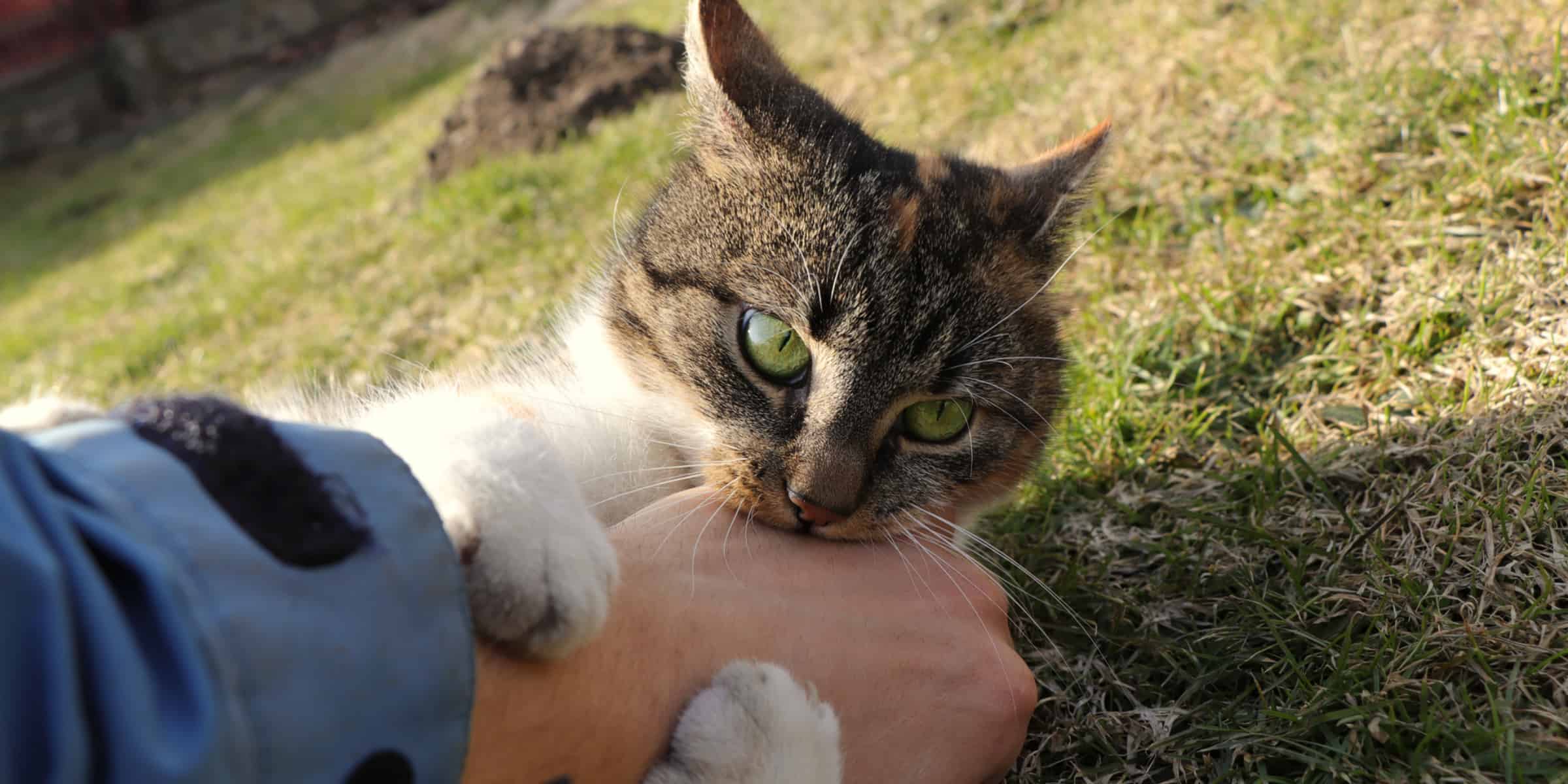 Why Do Cats Purr And Then Bite?