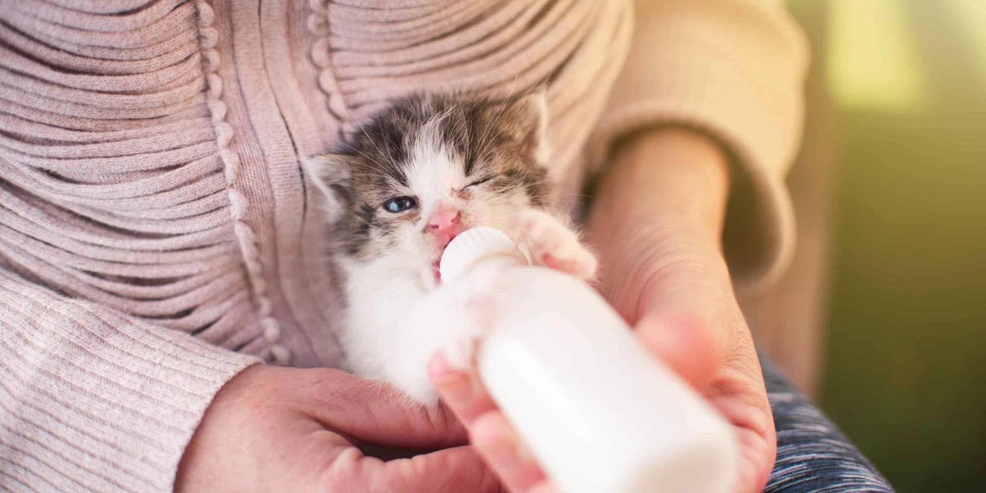 Will Kittens Stop Nursing On Their Own?