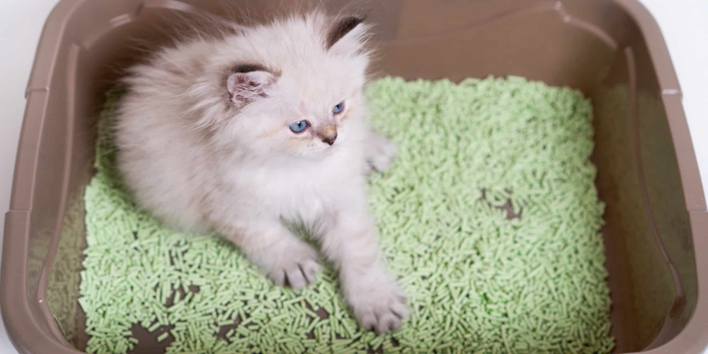 Will Kittens Eat Litter?