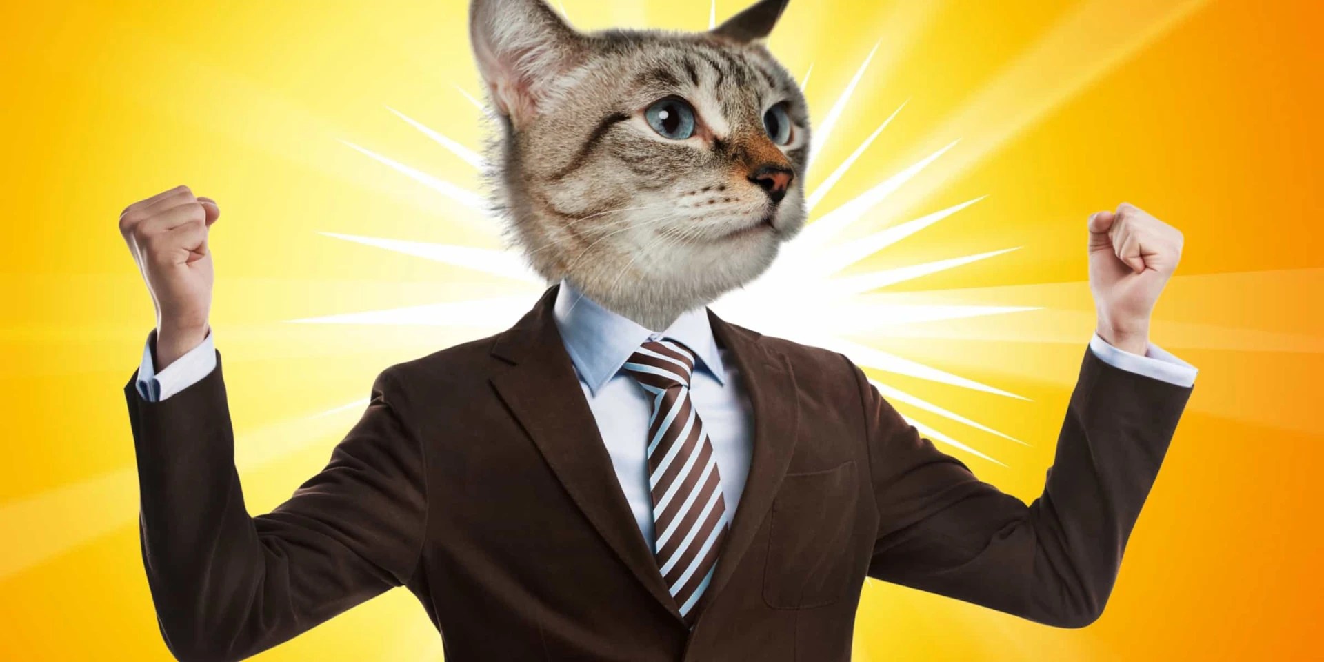 What Does Mixed Breed Cat Mean?