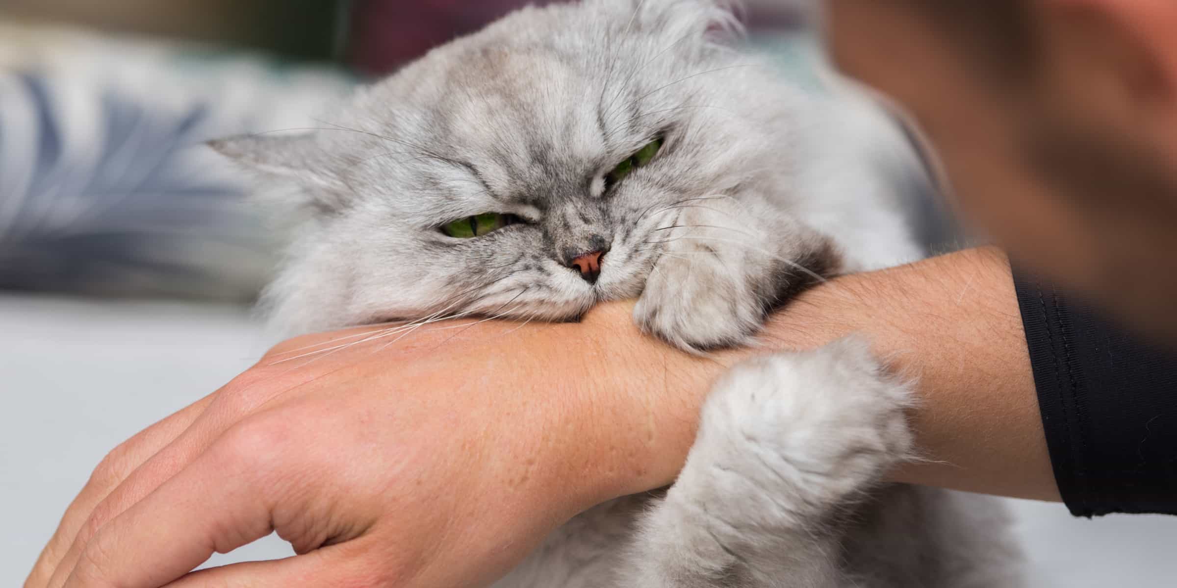 Do Persian Cats Bite Their Owners?