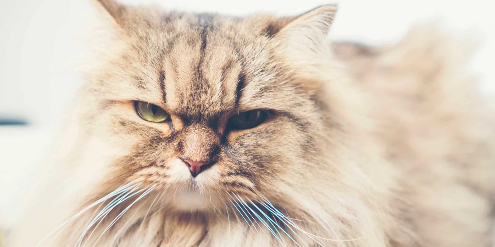 Do Persian Cats Have Feelings?