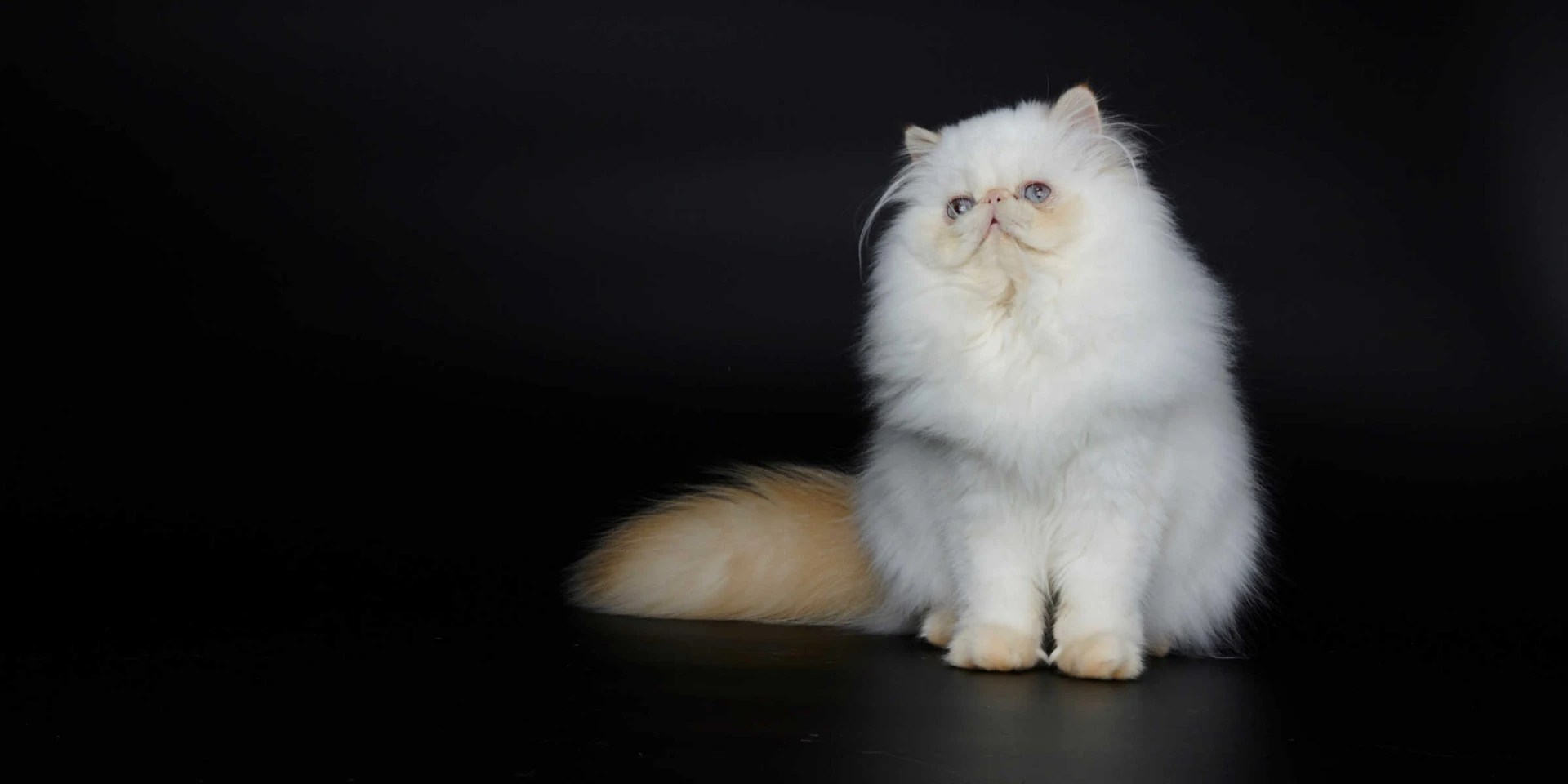 How Much Should A Persian Cat Cost?