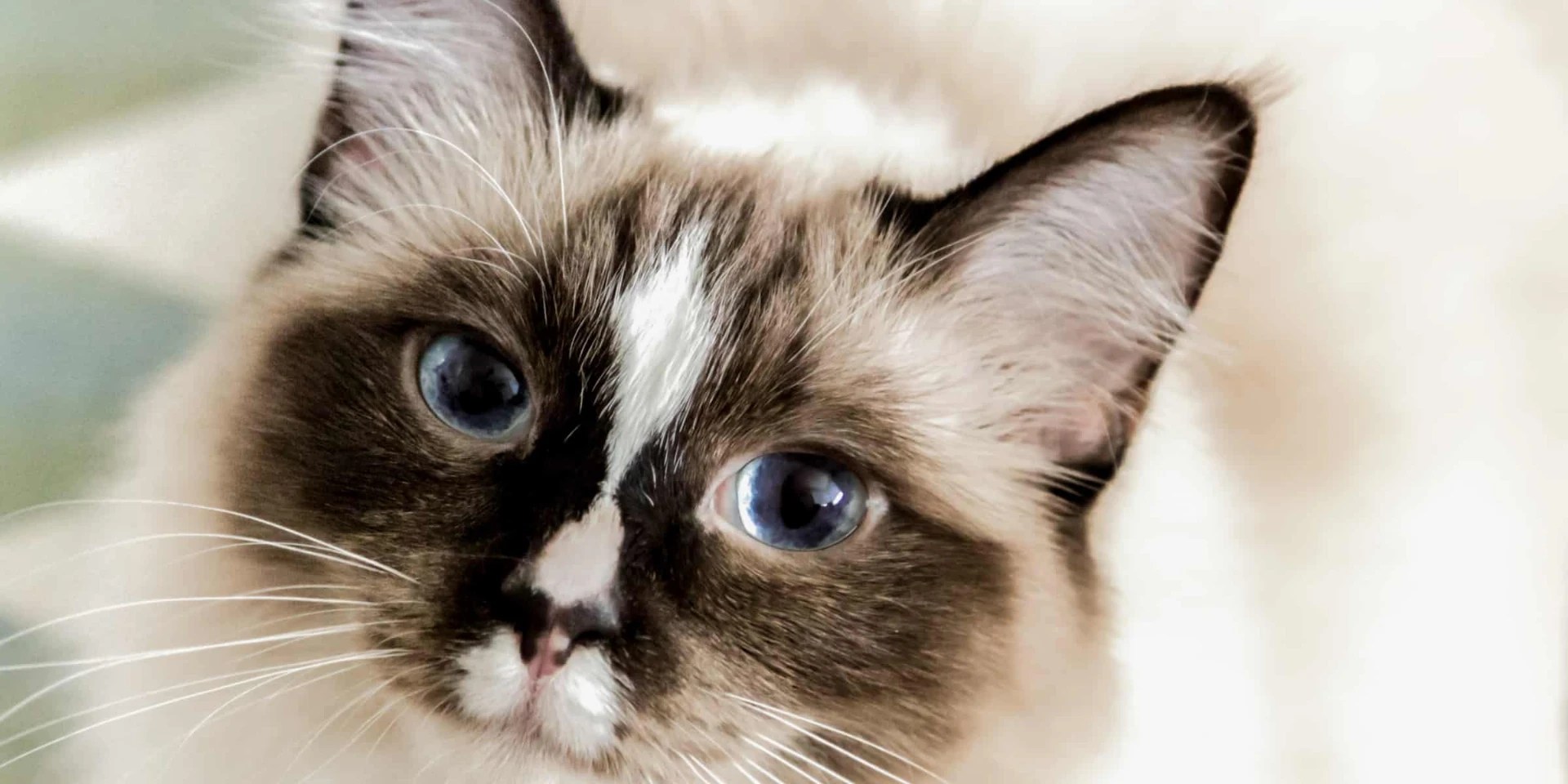 Are Ragdoll Cats Expensive To Maintain?