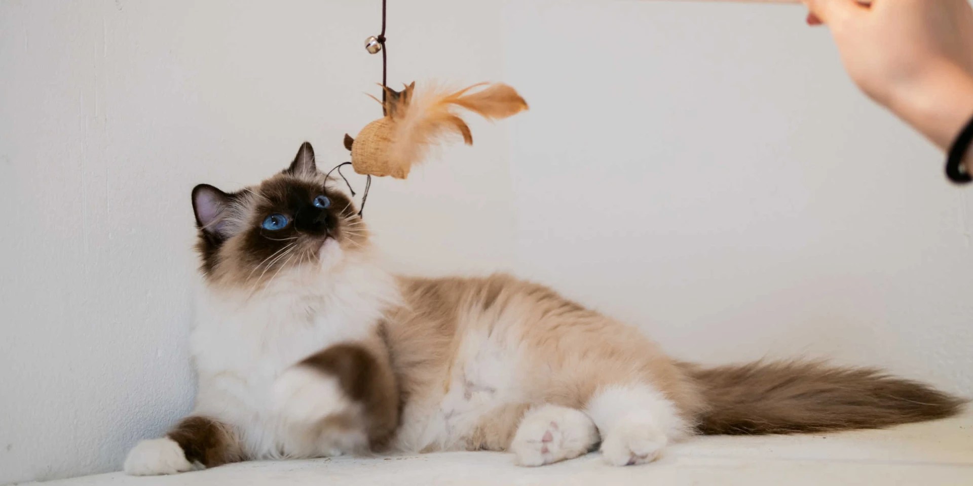Are Ragdoll Cats High Maintenance?