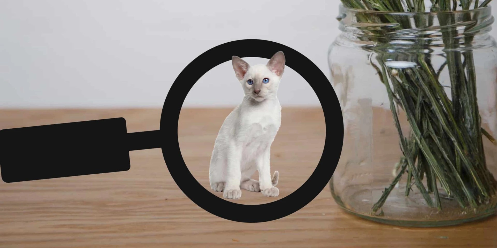 Siamese Cat