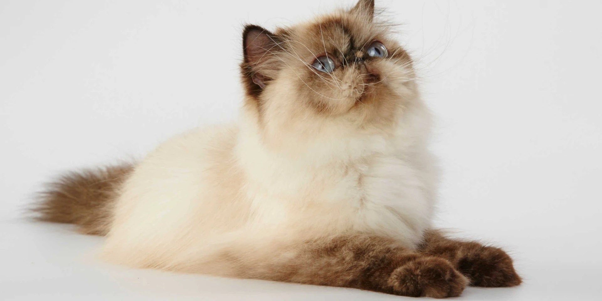 Do Himalayan Cats Like To Cuddle?