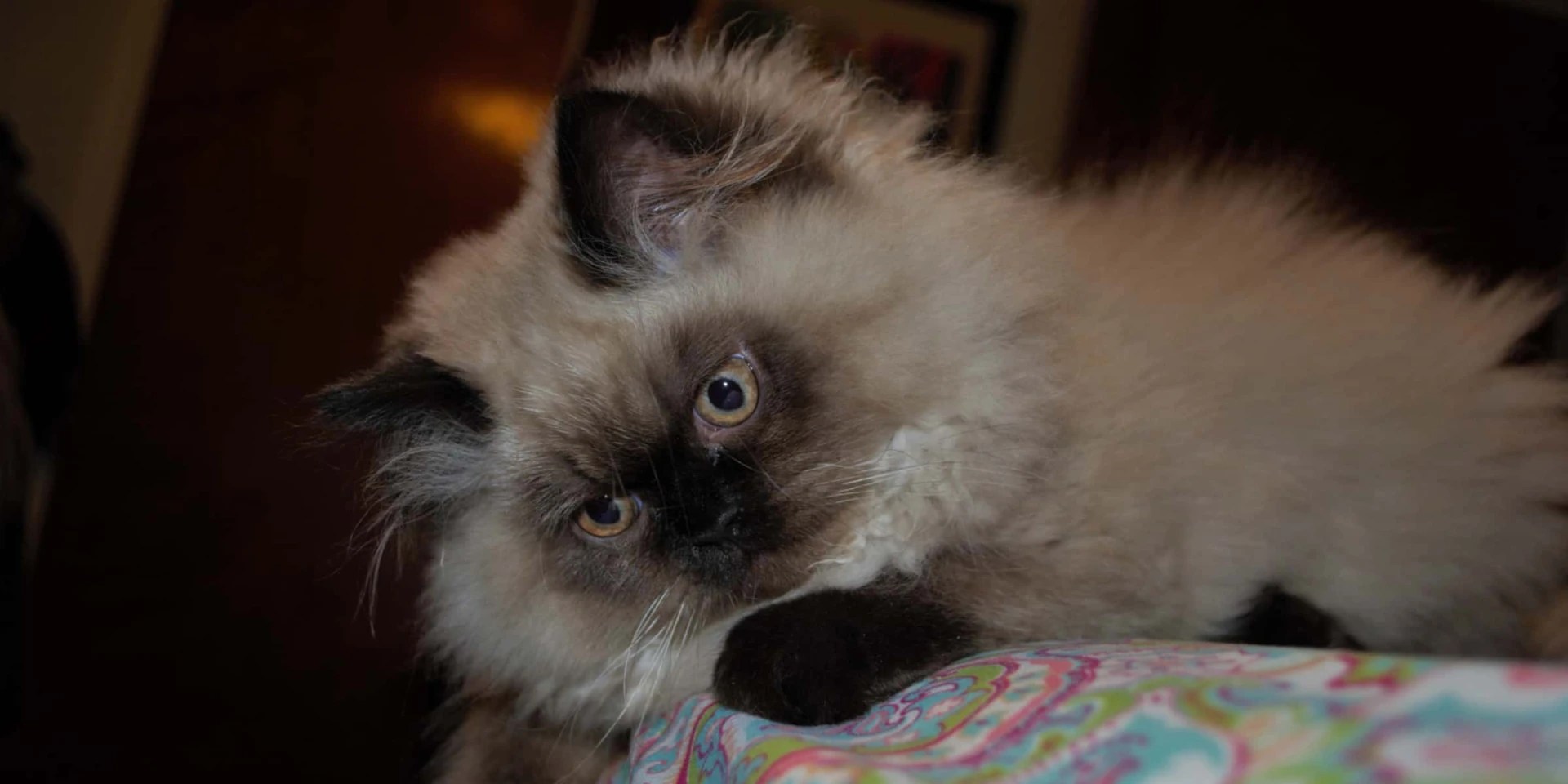 Himalayan Cat