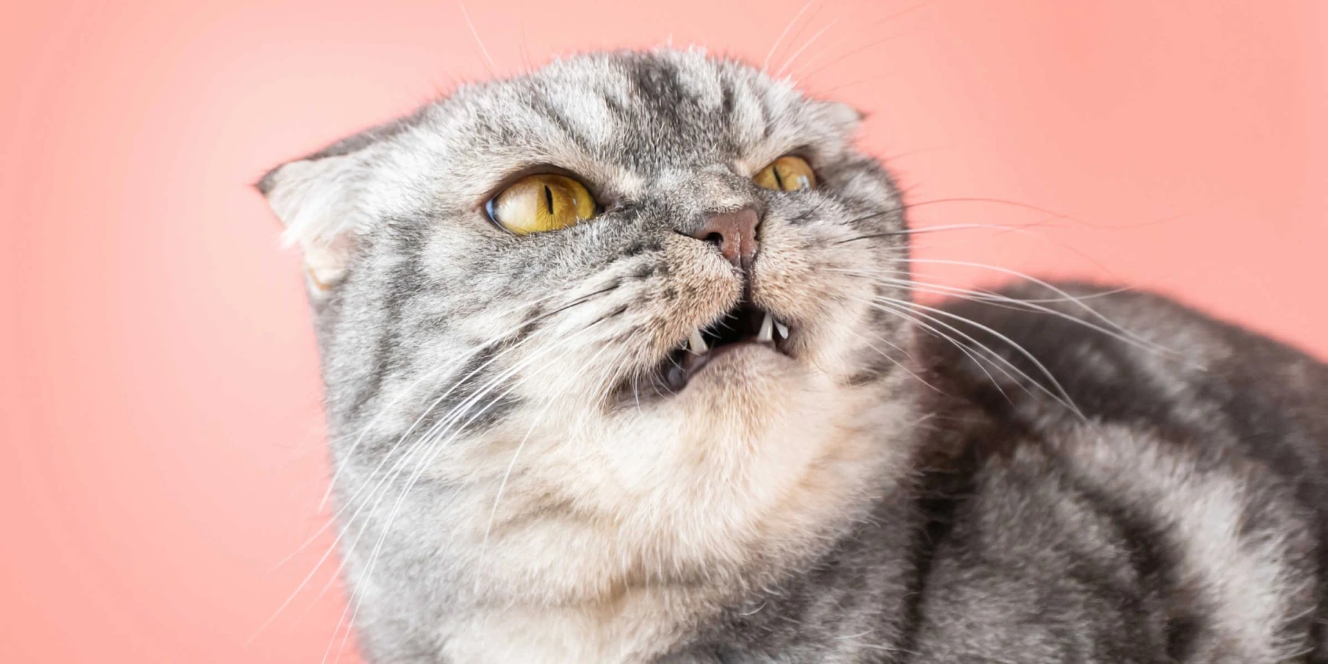 What Are The Most Aggressive Cat Breeds?