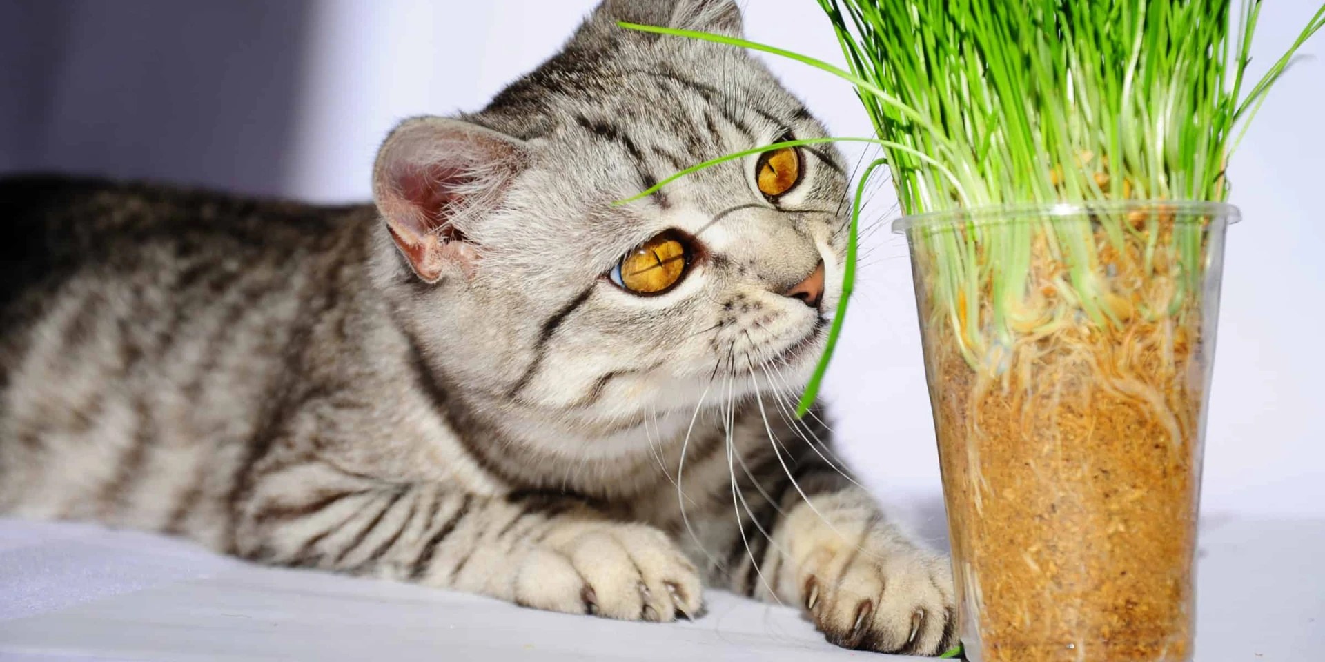 Can A Kitten Have Catnip?