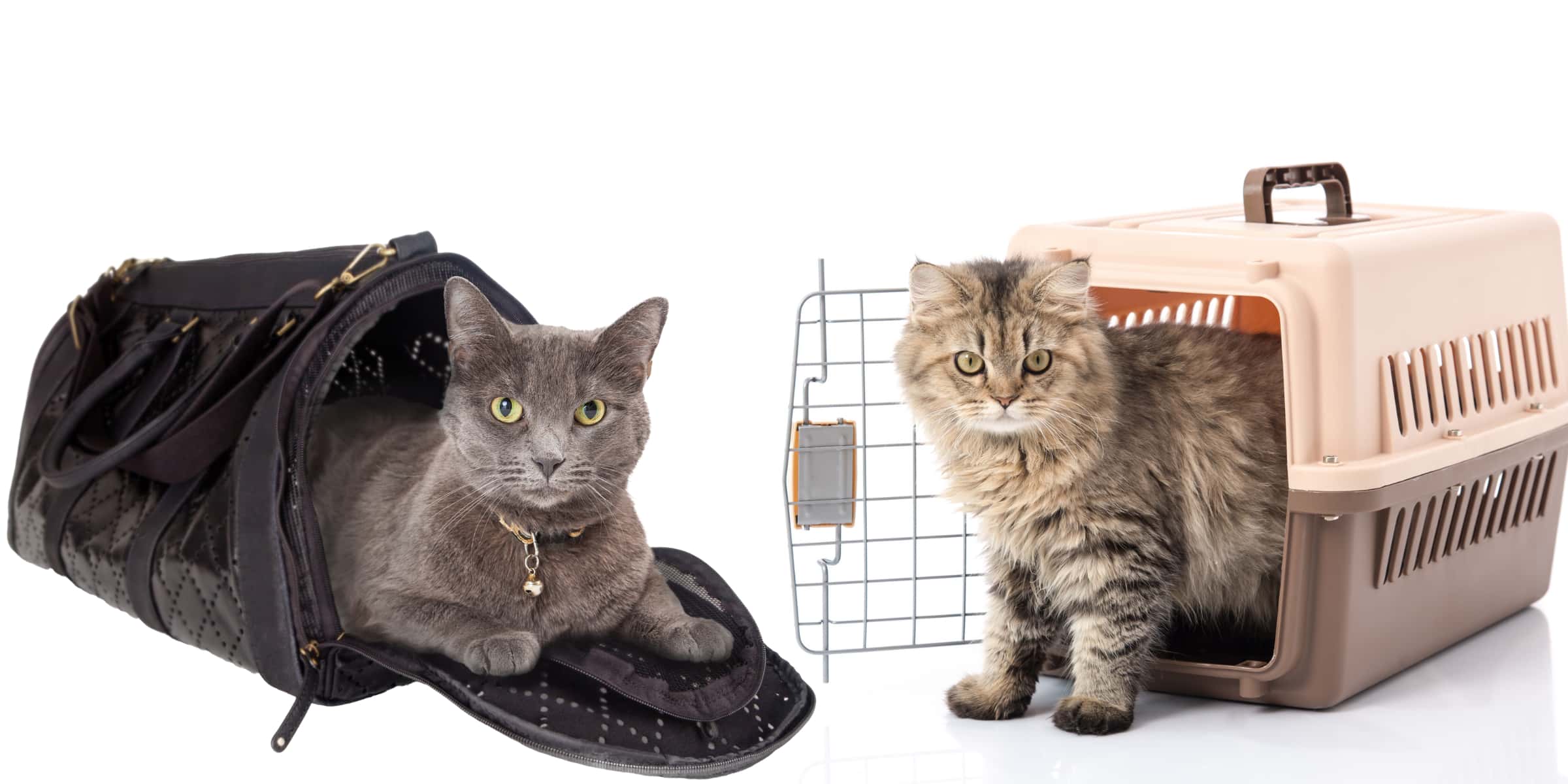 Is A Hard Or Soft Cat Carrier Better