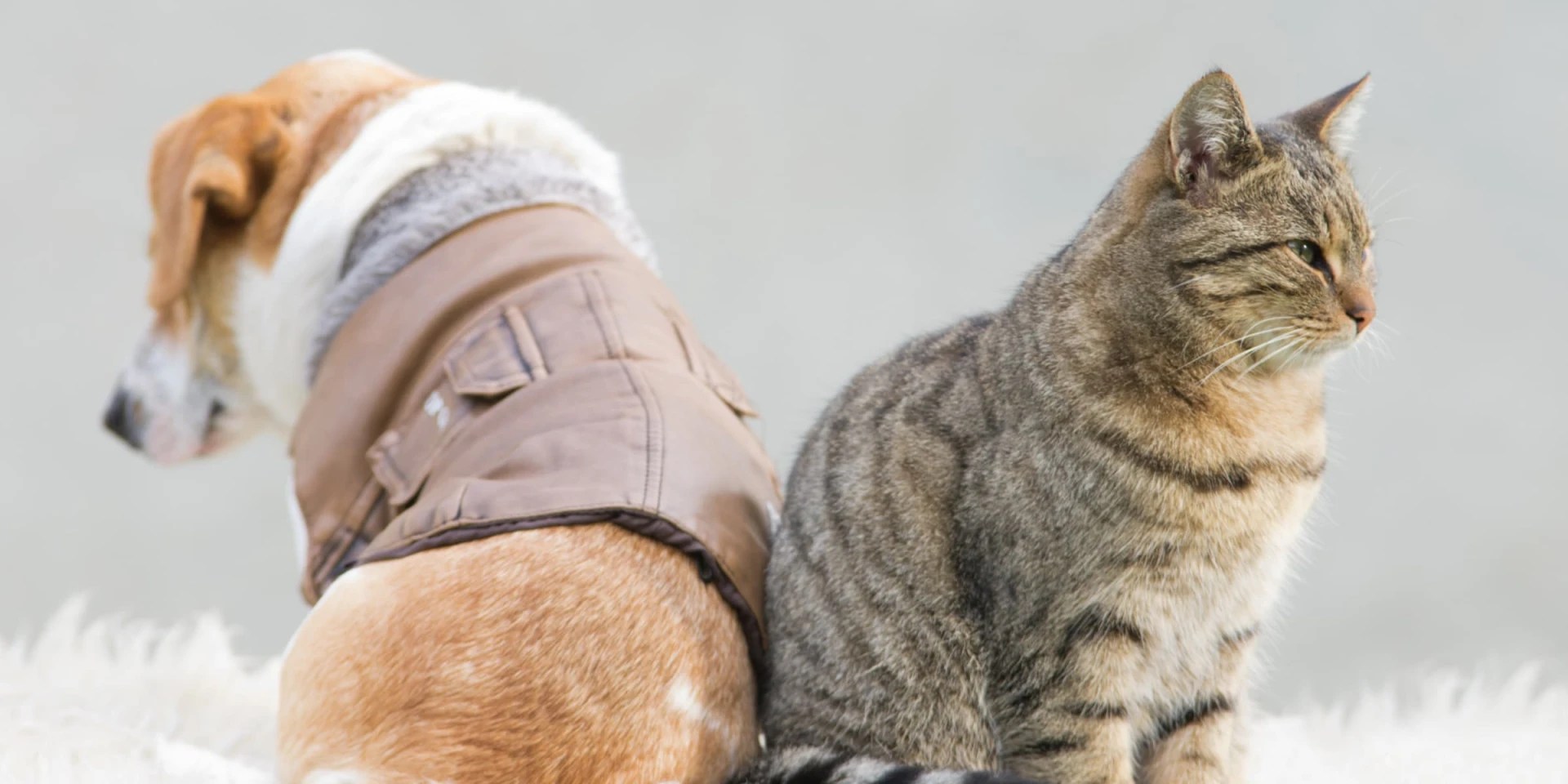 Why Cats Don't Like Dogs