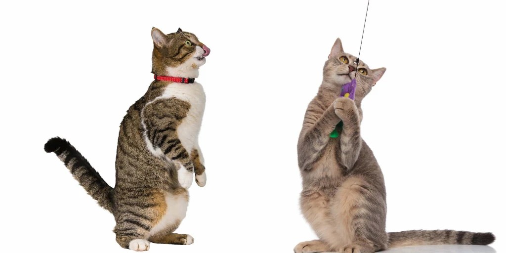 What Cats Walk On Two Legs?