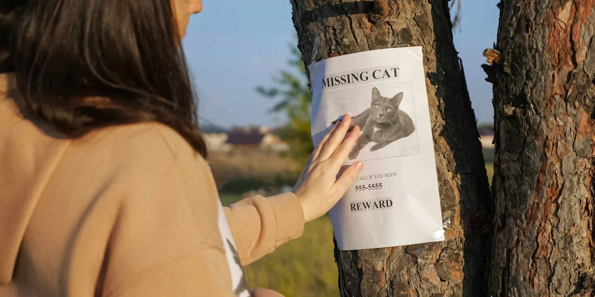 What To Do When Cats Disappear