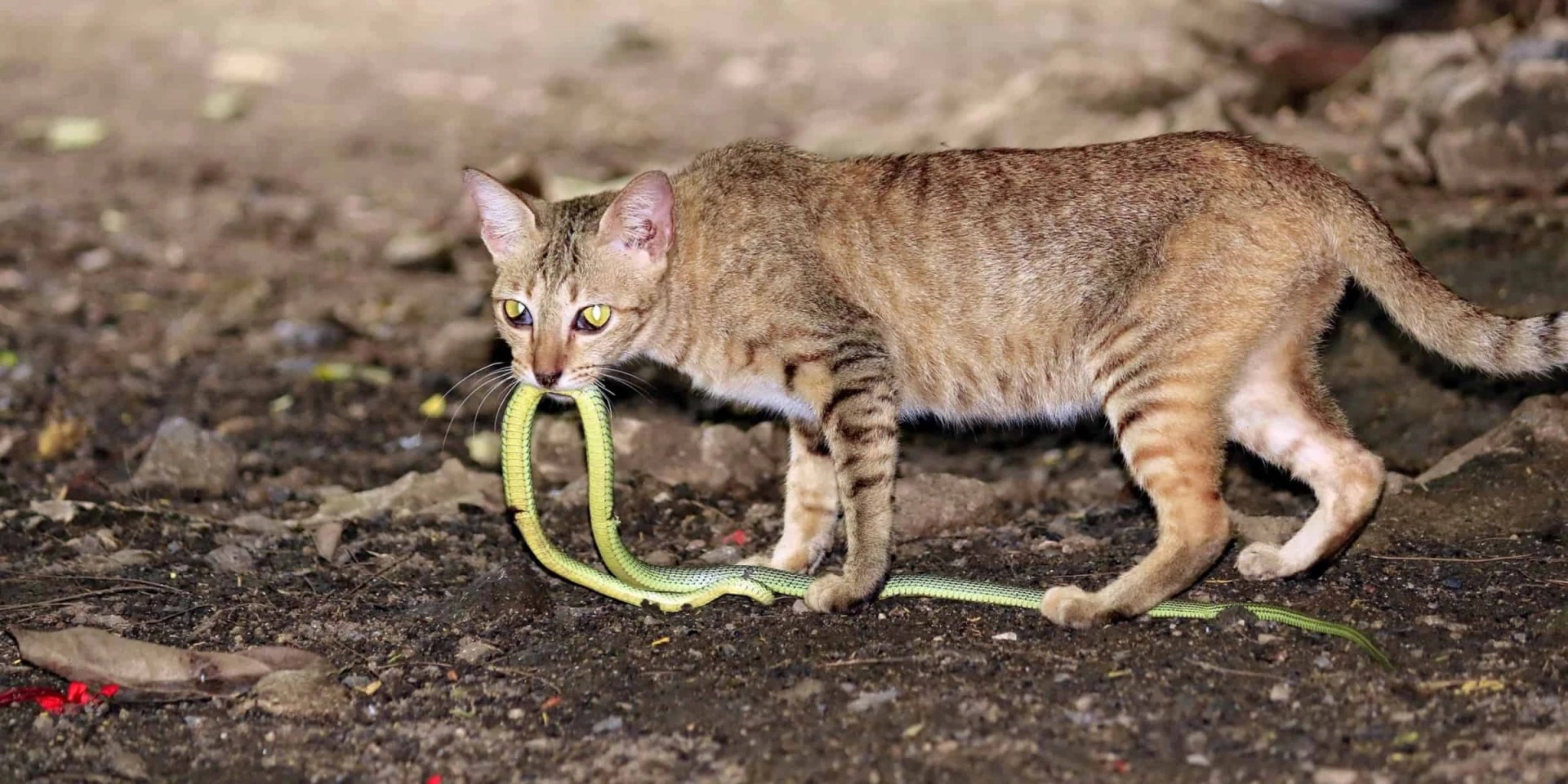 Will Cats Keep Snakes Away?