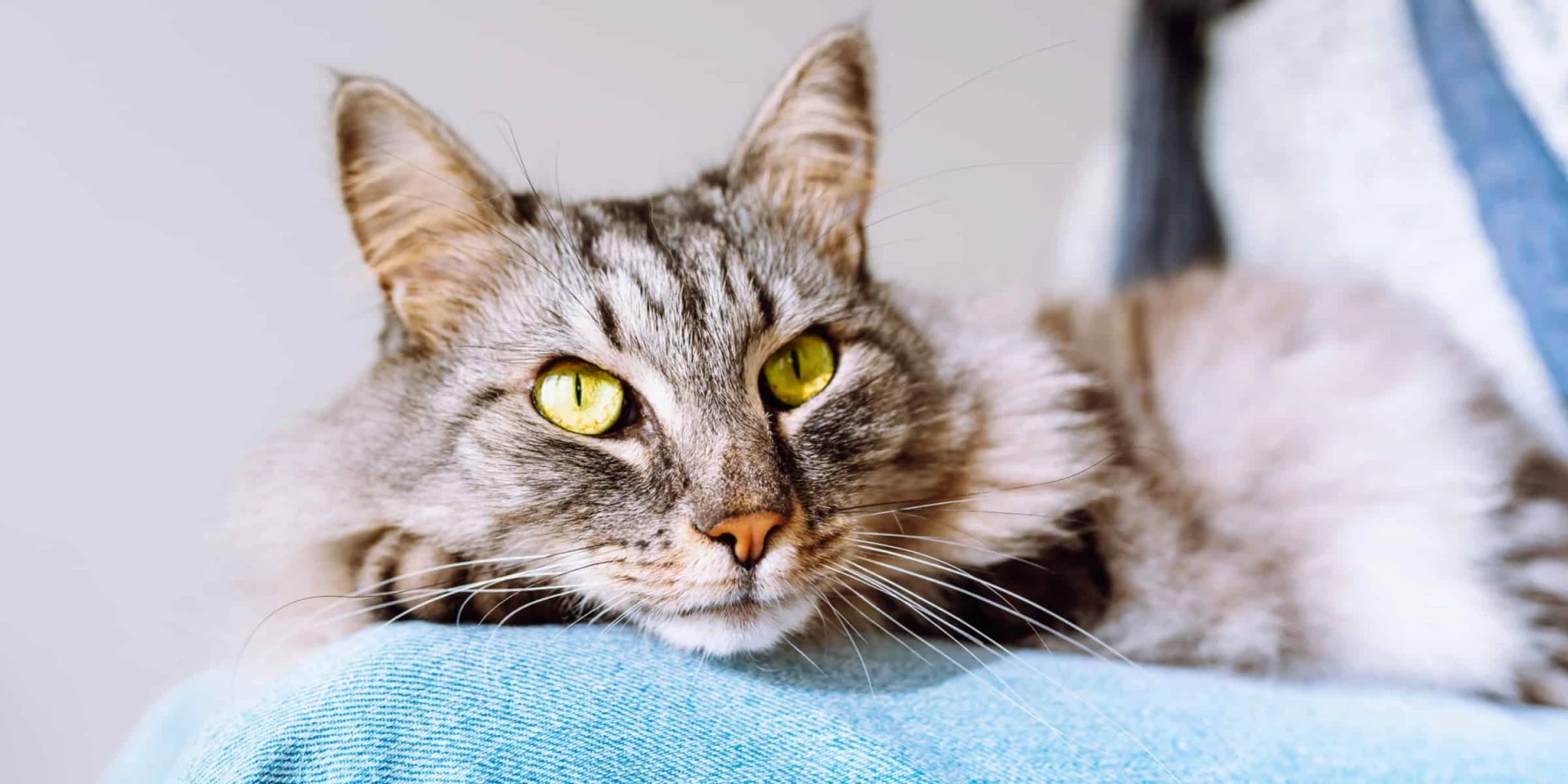 Do Cats More Affectionate With Age?