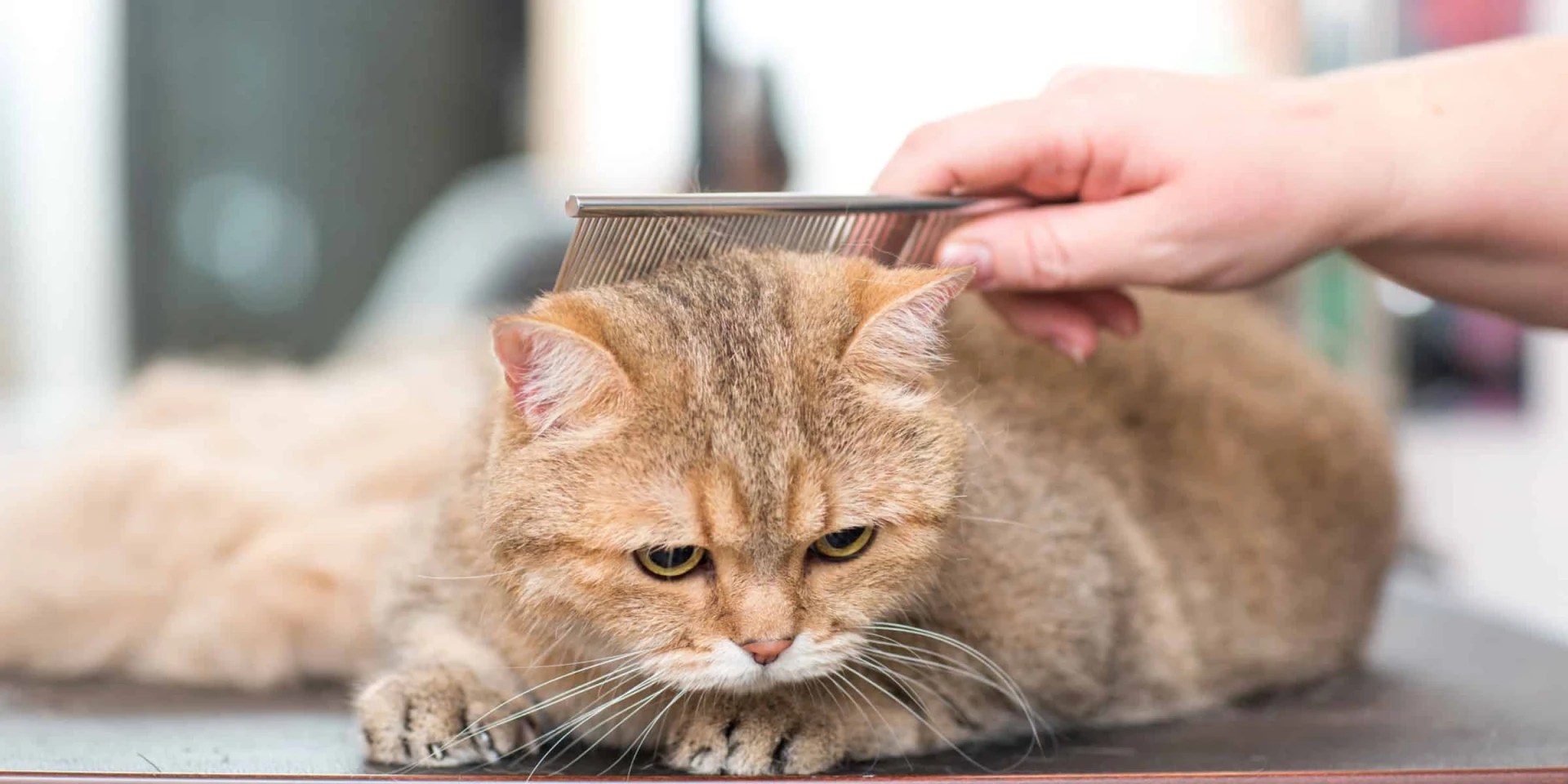 How Do Groomers Keep Cats Still?