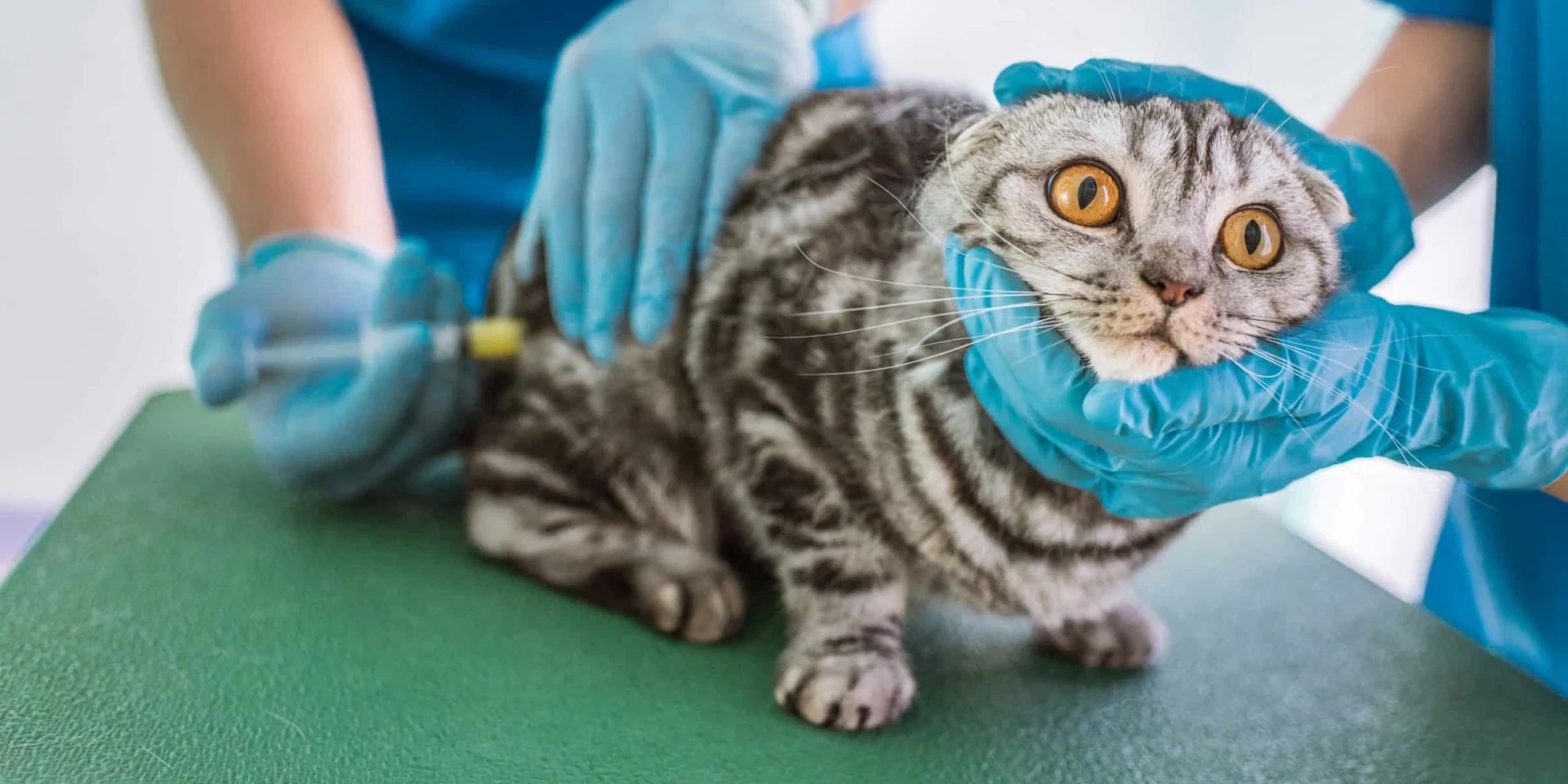 Do Indoor Cats Really Need Yearly Vaccinations