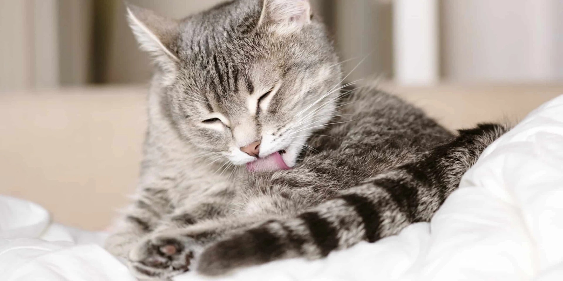 Why Do Cats Constantly Lick Themselves?