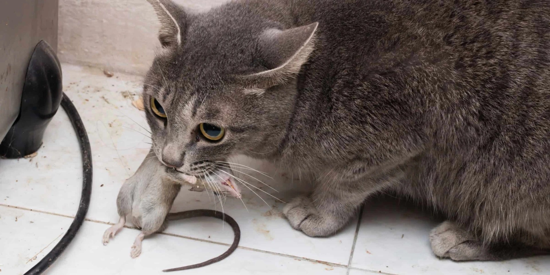 Do Cats Kill Their Prey?