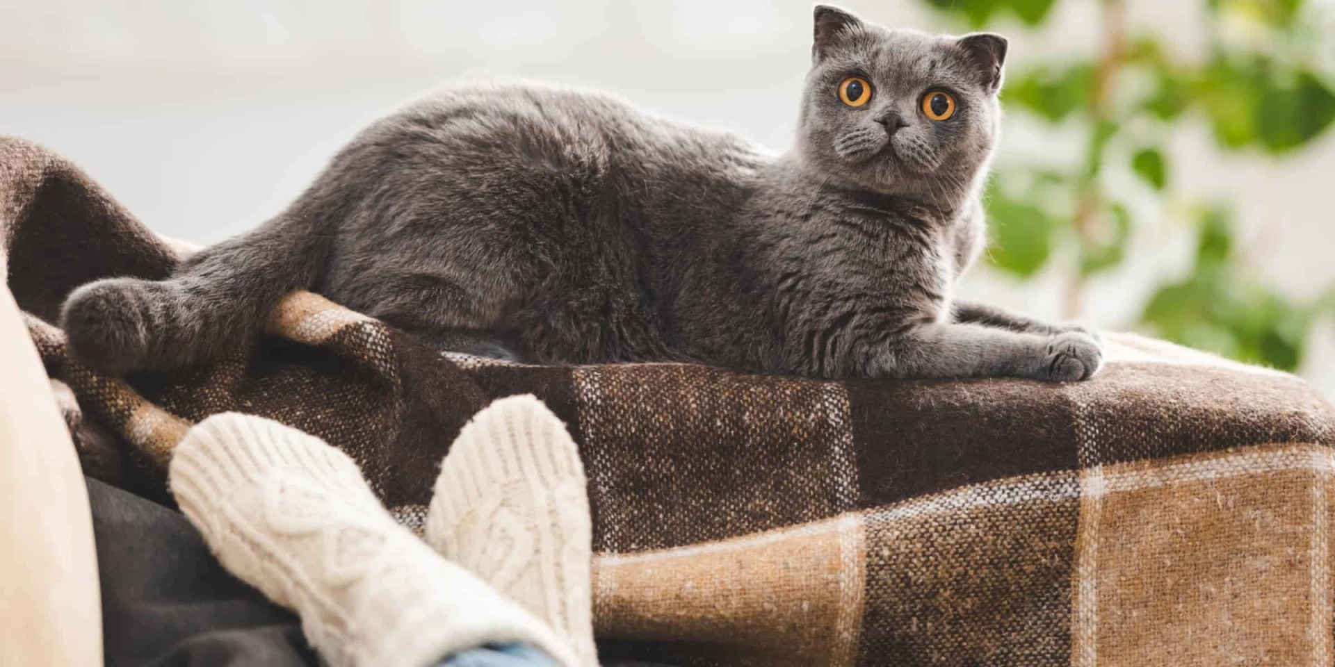 What Does It Mean When a Cat Attacks Your Feet