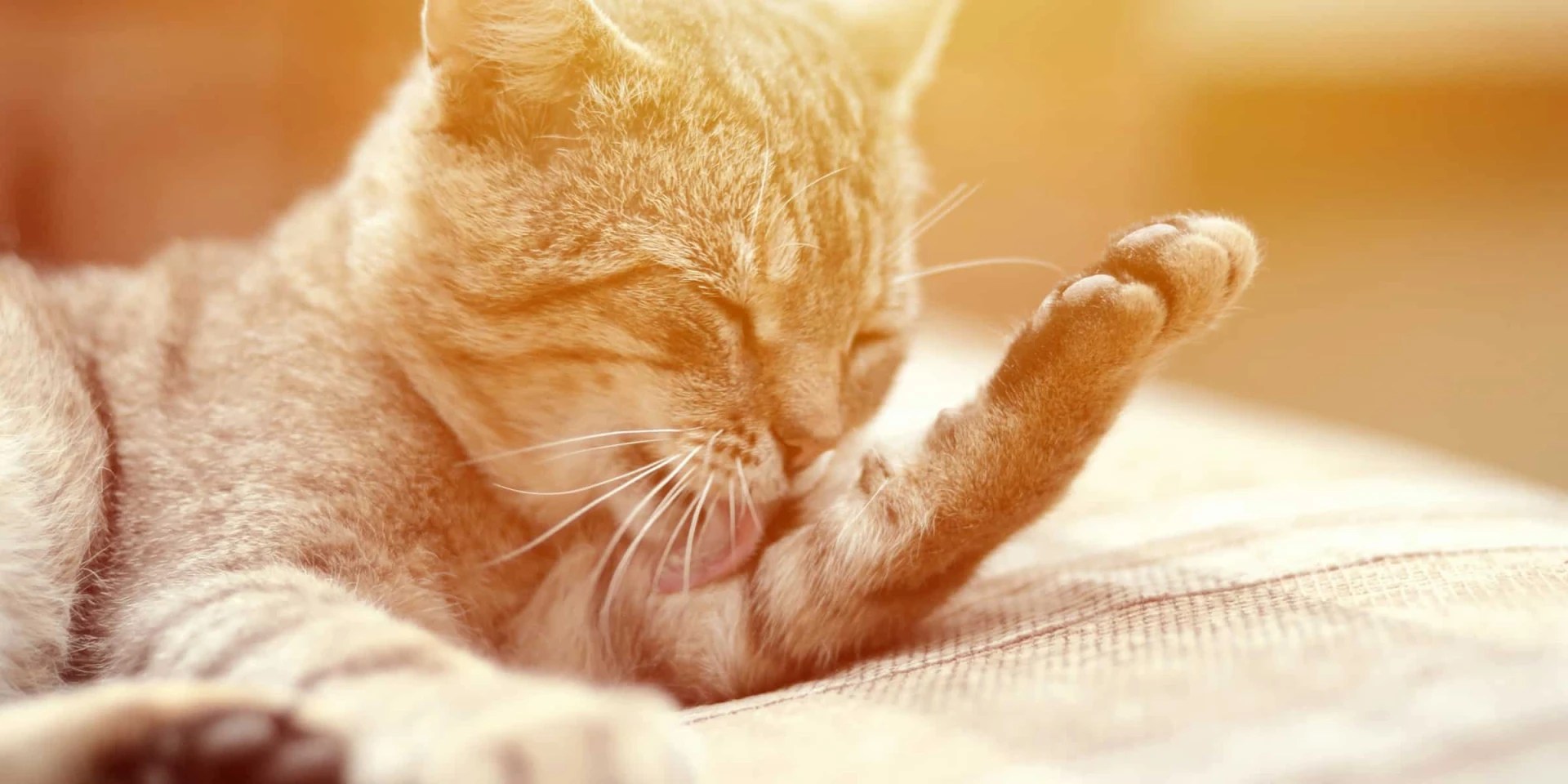 Do Cats Actually Clean Themselves?