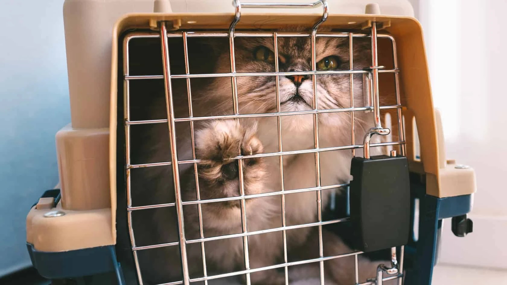 Cat Owners Beware The Dangers of Leaving Cats in Carriers Overnight