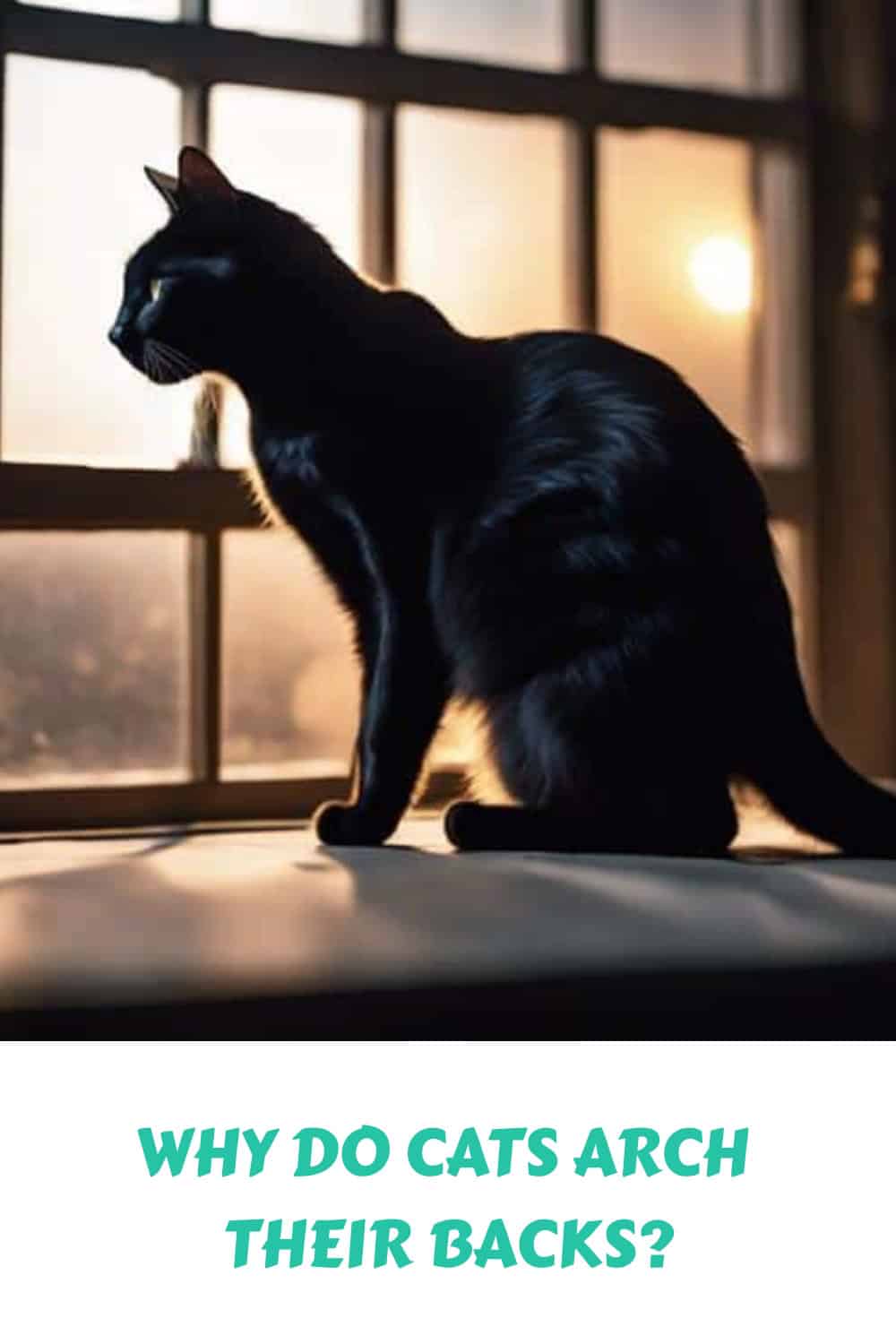 Why Do Cats Arch Their Backs