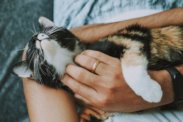 Why Does My Cat Hug My Arm? (Warmth or Worry?) Feline Follower