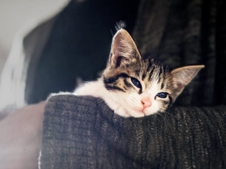 Bringing Your Kitten Home and Their First Week with You Feline Foster