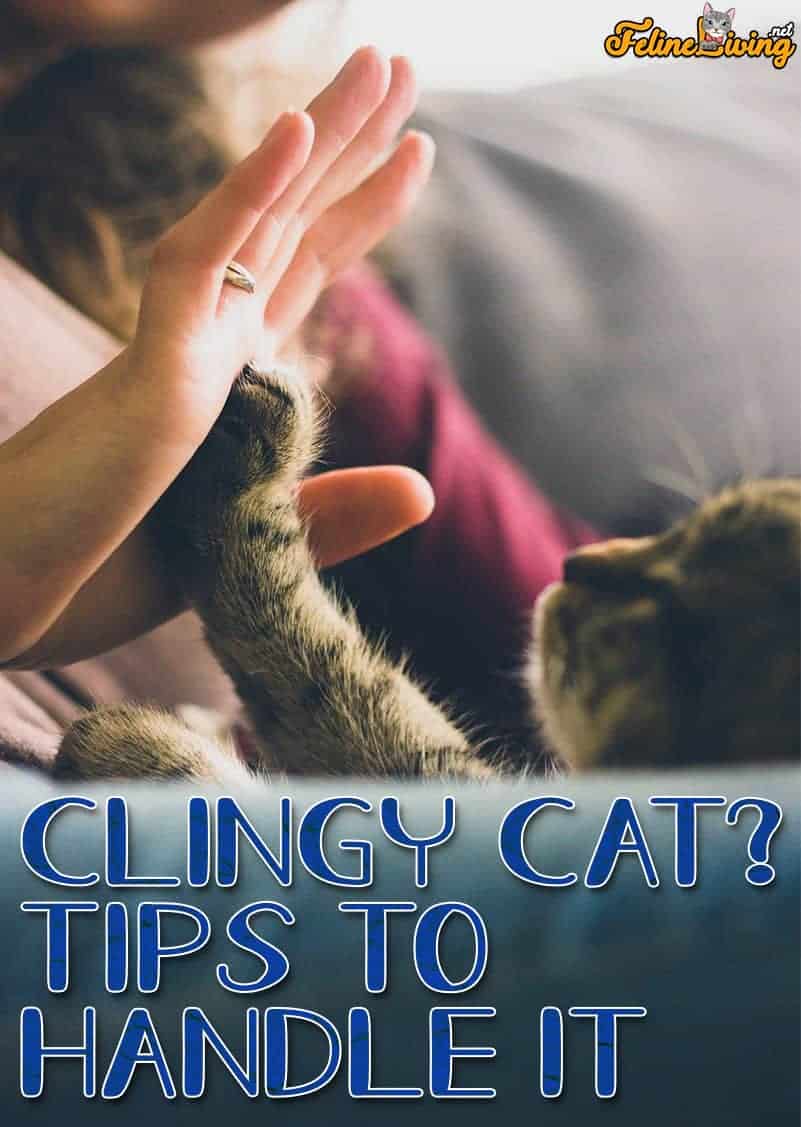 Clingy Cat - Tips to Handle It