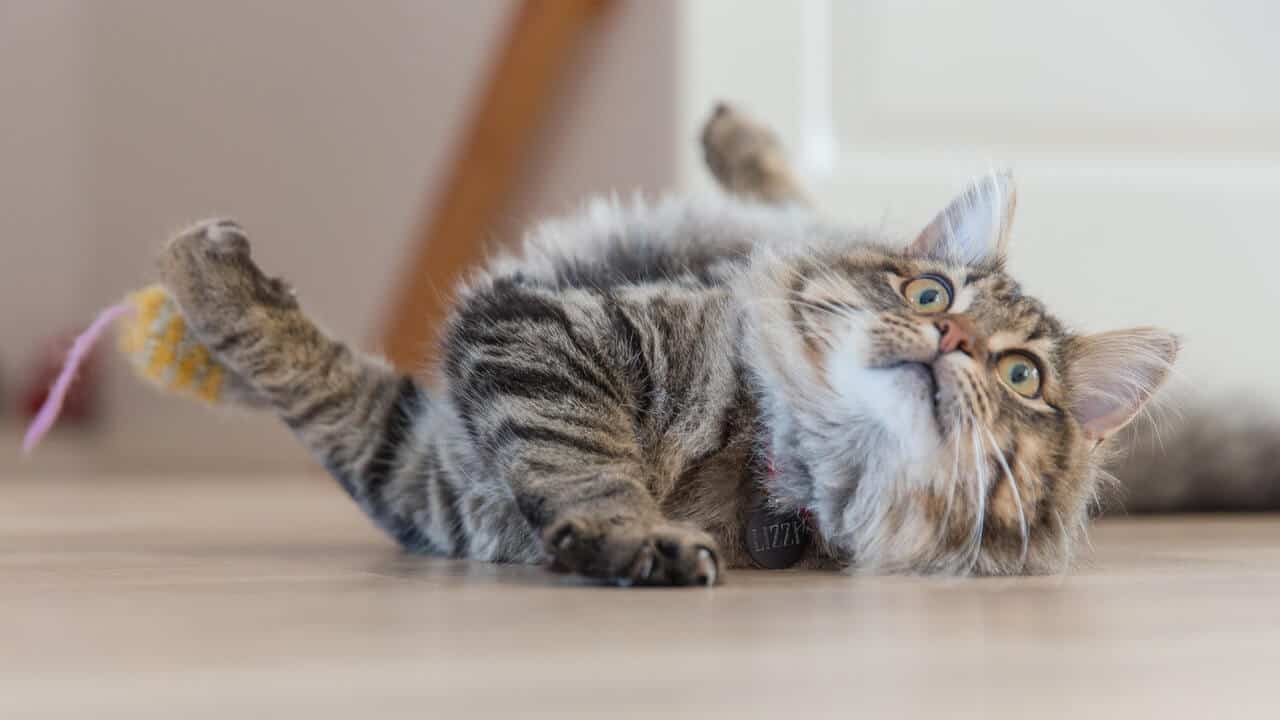 image of a funny startled feline