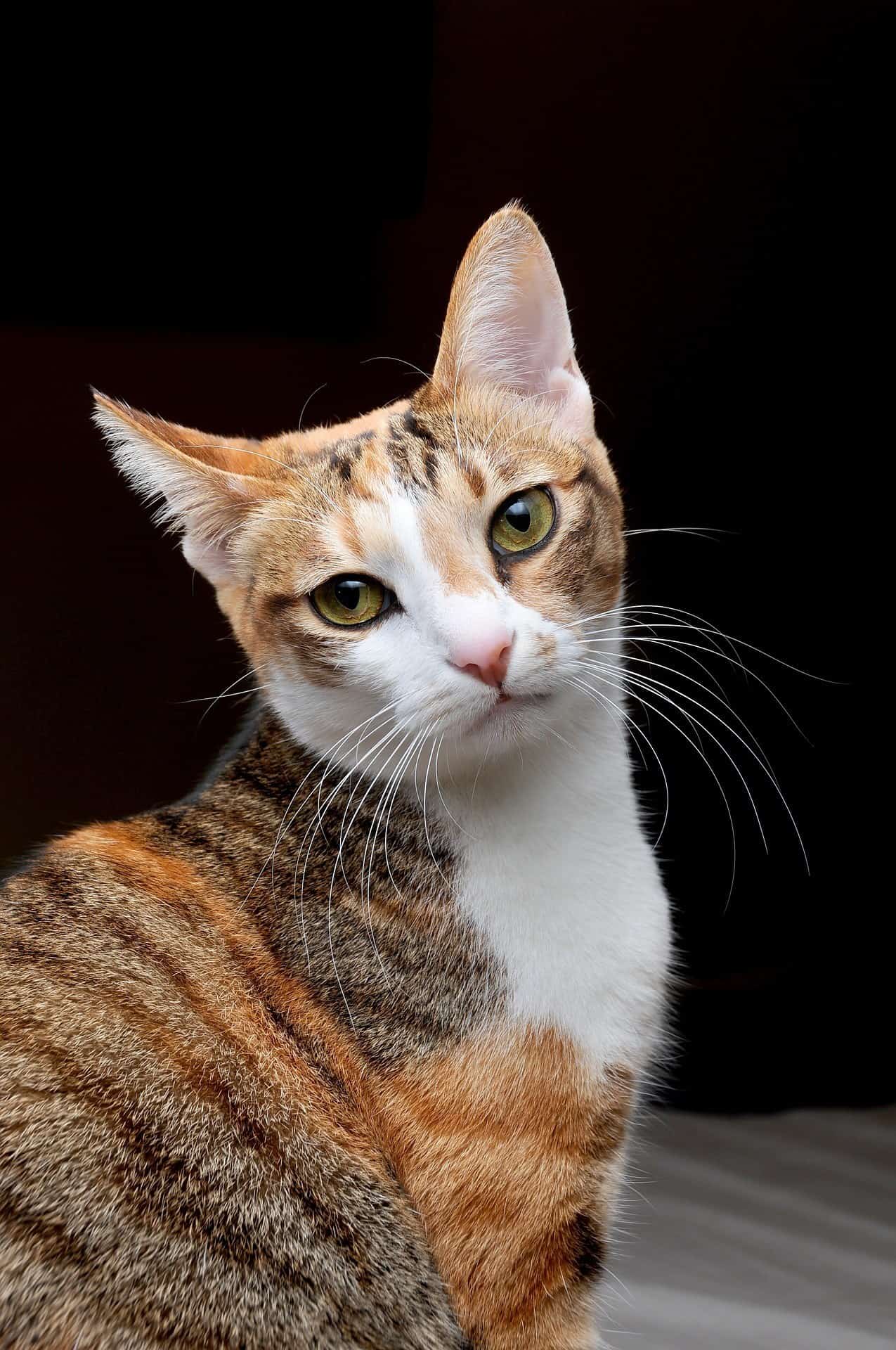 can-cats-see-ghosts-2-sure-signs-revealed