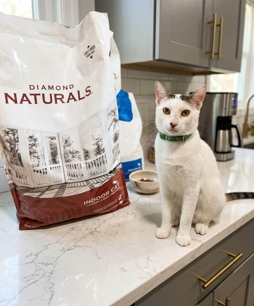 Diamond Cat Food Review: Affordable Food for Sensitive Tummies 7 Diamond Cat Food Review