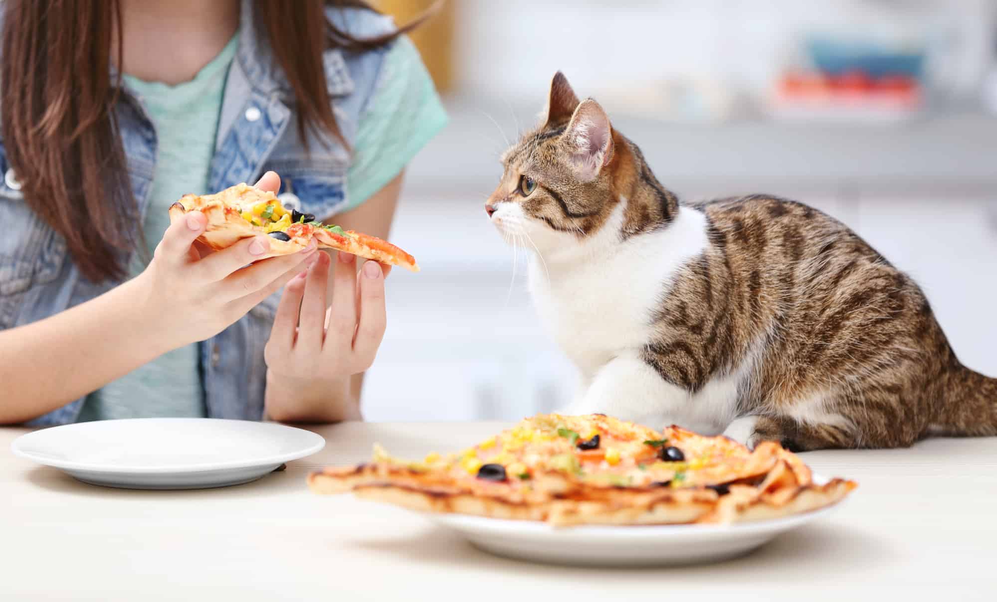 Can Cats Eat Olives? Pros & Cons + 3 Best Recipes Included!