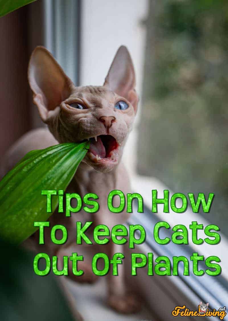 How To Keep Cats Out Of Plants