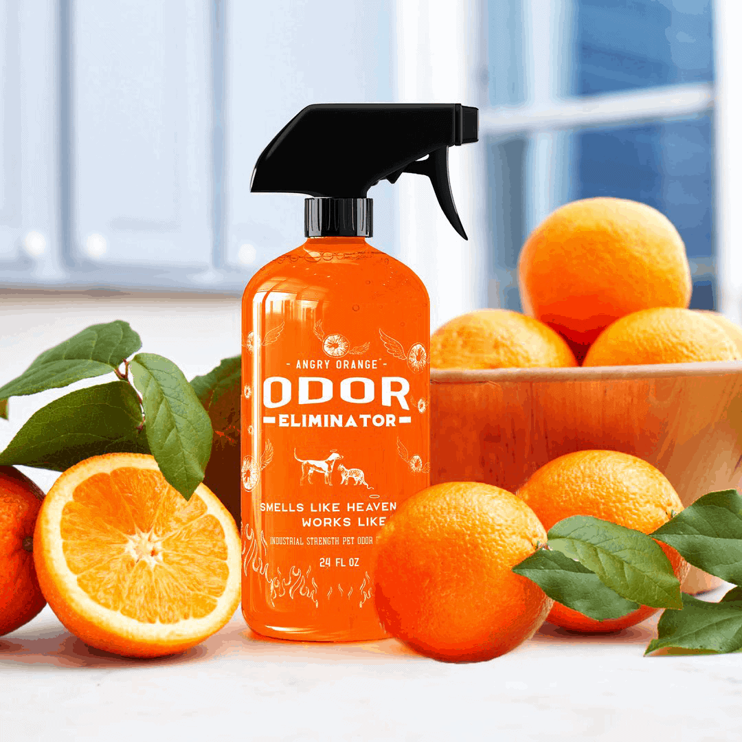 The Best Cat Urine Remover For September 2024 Stop Pee In Its Tracks