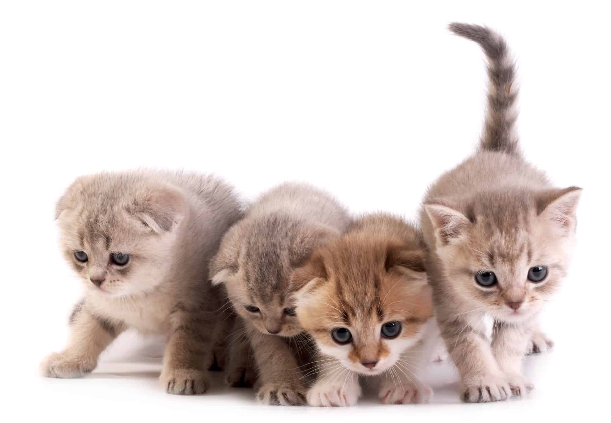 10 Best Cat Treats For Kittens In January 2024