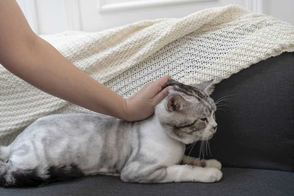 The Dos And Don’ts On How To Pick Up A Cat 8 Best Ways Revealed!