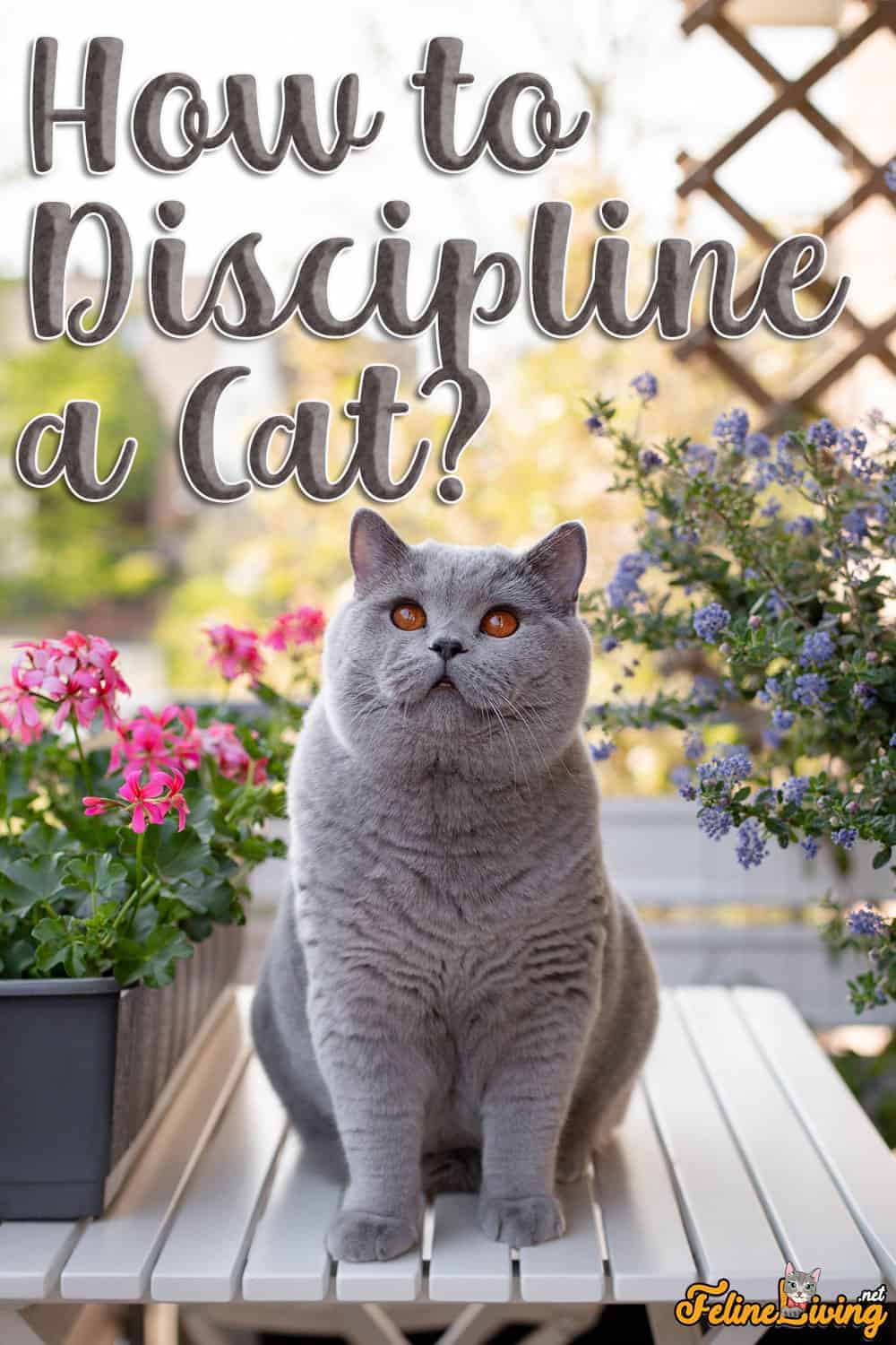 How to Discipline a Cat